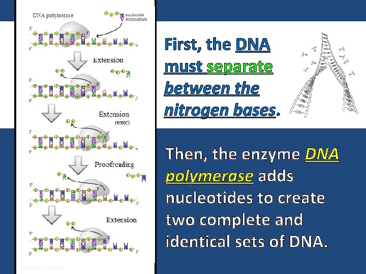 First, the DNA must separate between the nitrogen bases. Then, the enzyme DNA polymerase