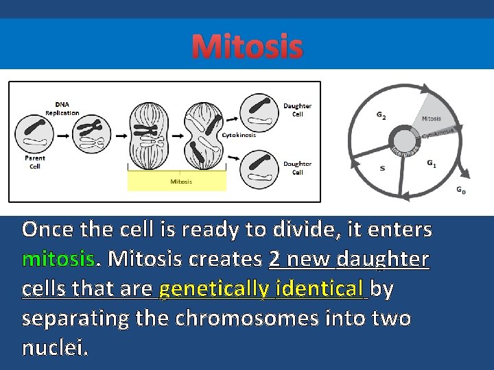 Mitosis Once the cell is ready to divide, it enters mitosis. Mitosis creates 2