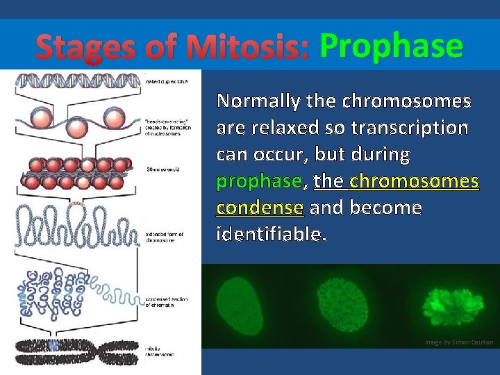 Stages of Mitosis: Prophase Normally the chromosomes are relaxed so transcription can occur, but