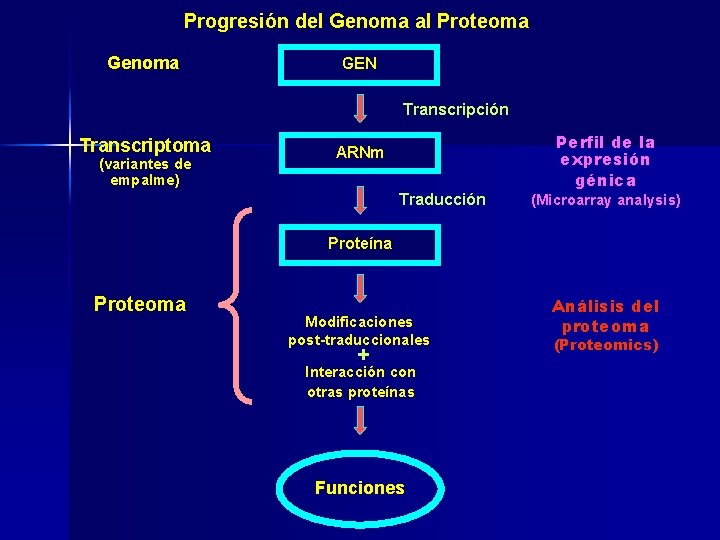 Progresión del Genoma al Proteoma Genoma GEN Transcripción Transcriptoma (variantes de empalme) ARNm Traducción