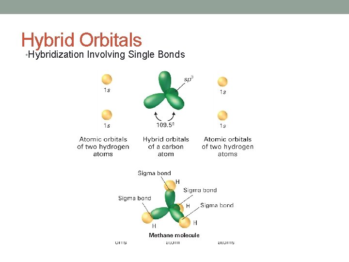 Hybrid Orbitals • Hybridization Involving Single Bonds 