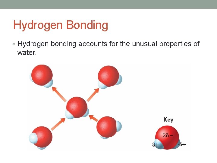 Hydrogen Bonding • Hydrogen bonding accounts for the unusual properties of water. 