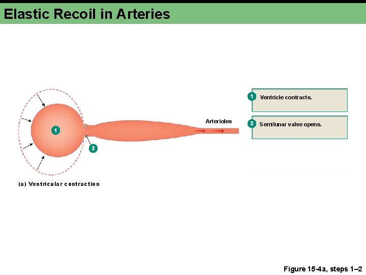 Elastic Recoil in Arteries Arterioles 1 1 Ventricle contracts. 2 Semilunar valve opens. 2