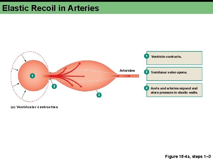 Elastic Recoil in Arteries Arterioles 1 2 3 1 Ventricle contracts. 2 Semilunar valve