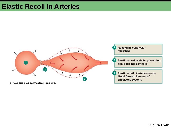 Elastic Recoil in Arteries 1 Isovolumic ventricular relaxation 1 2 Semilunar valve shuts, preventing