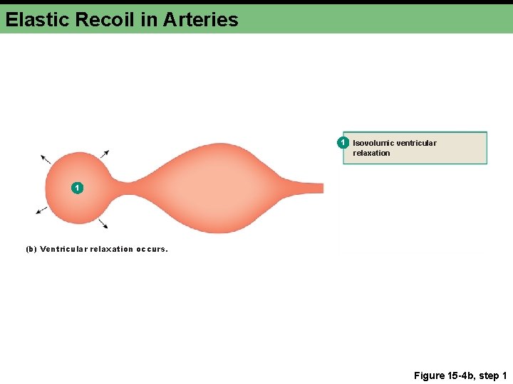 Elastic Recoil in Arteries 1 Isovolumic ventricular relaxation 1 (b) Ventricular relaxation occurs. Figure