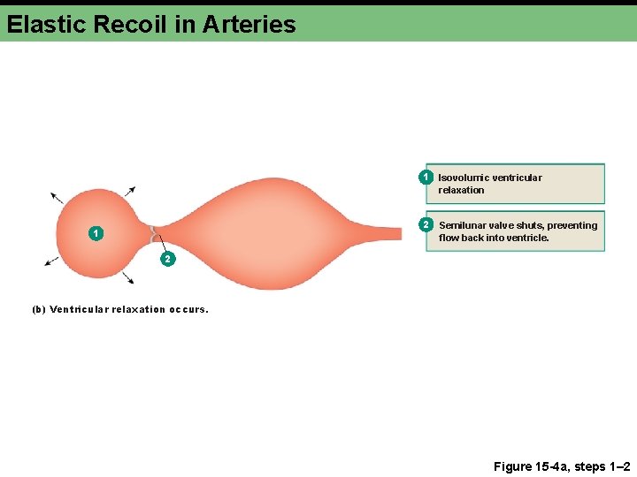 Elastic Recoil in Arteries 1 Isovolumic ventricular relaxation 2 1 Semilunar valve shuts, preventing