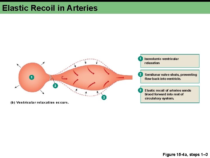 Elastic Recoil in Arteries 1 Isovolumic ventricular relaxation 1 2 Semilunar valve shuts, preventing