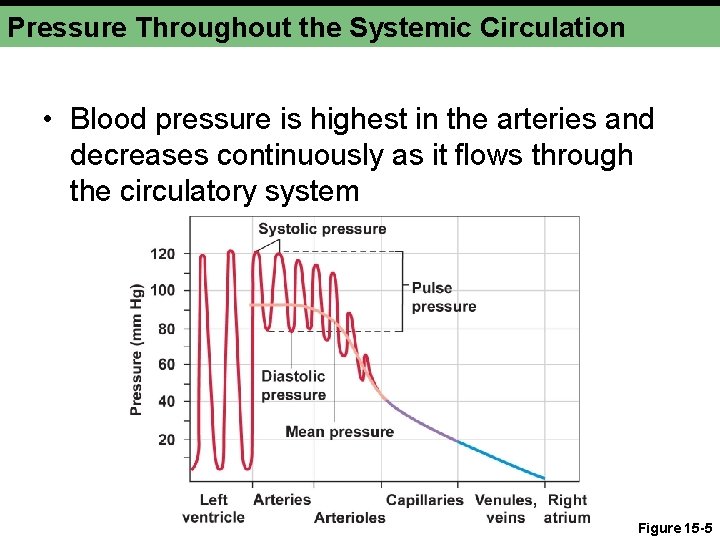 Pressure Throughout the Systemic Circulation • Blood pressure is highest in the arteries and