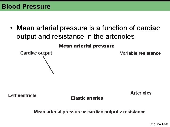 Blood Pressure • Mean arterial pressure is a function of cardiac output and resistance