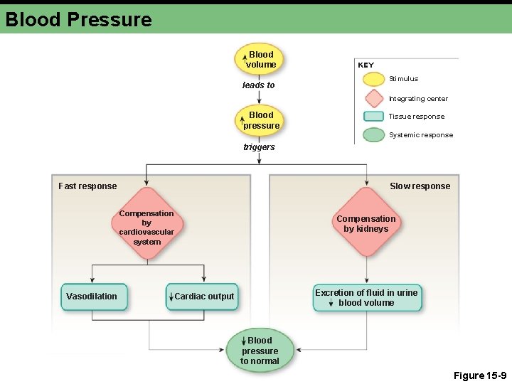 Blood Pressure Blood volume leads to KEY Stimulus Integrating center Blood pressure Tissue response