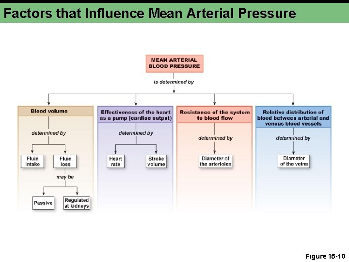 Factors that Influence Mean Arterial Pressure Figure 15 -10 