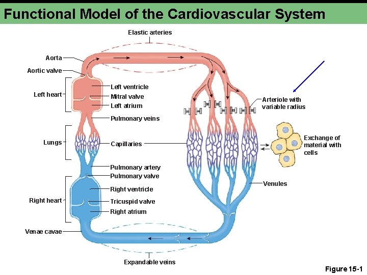 Functional Model of the Cardiovascular System Elastic arteries Aorta Aortic valve Left ventricle Left