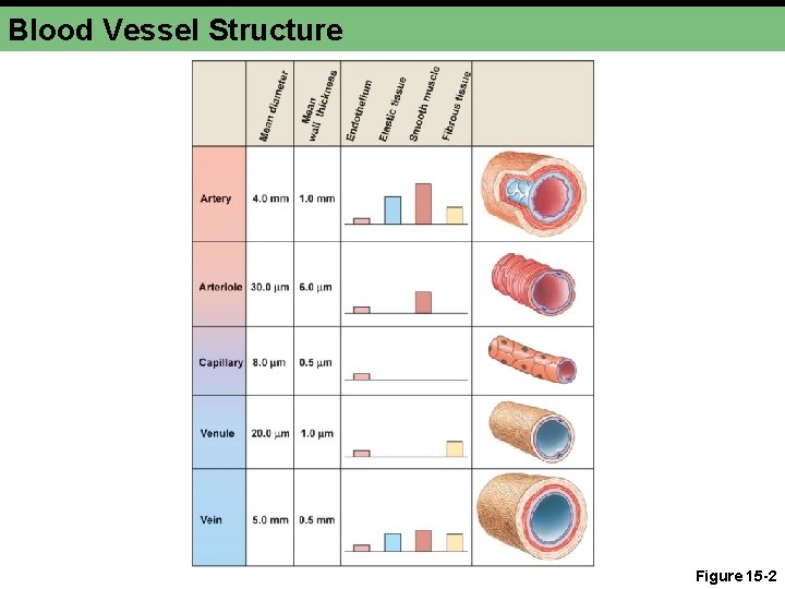 Blood Vessel Structure Figure 15 -2 