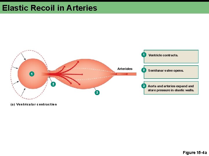 Elastic Recoil in Arteries Arterioles 1 2 3 1 Ventricle contracts. 2 Semilunar valve