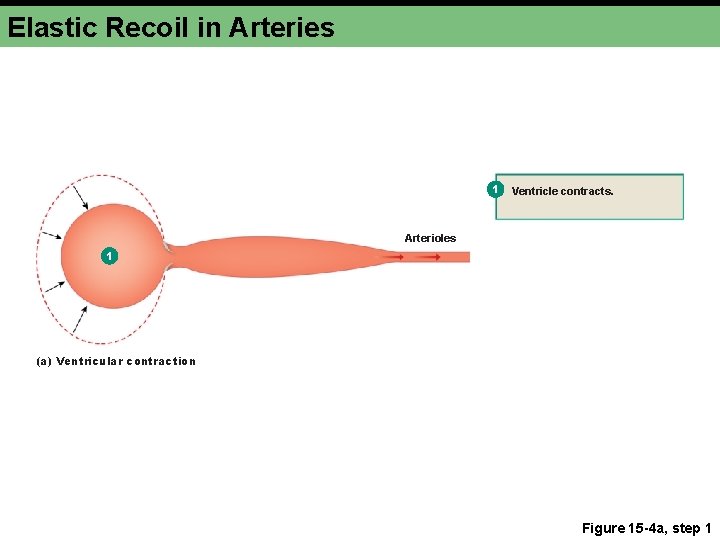 Elastic Recoil in Arteries 1 Ventricle contracts. Arterioles 1 (a) Ventricular contraction Figure 15