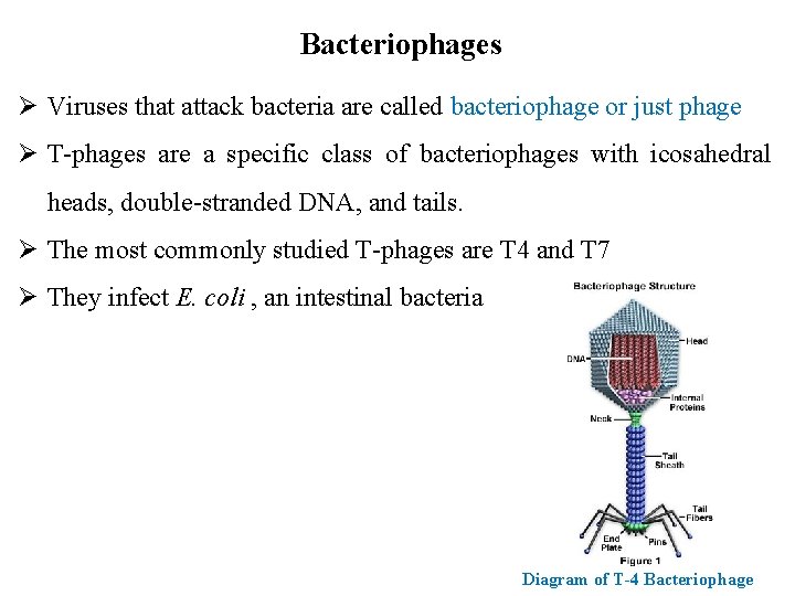 Bacteriophages Ø Viruses that attack bacteria are called bacteriophage or just phage Ø T-phages