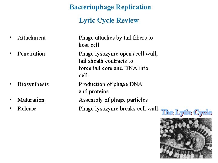 Bacteriophage Replication Lytic Cycle Review • Attachment • Penetration • Biosynthesis • Maturation •