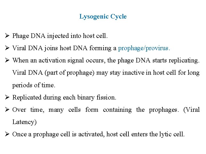 Lysogenic Cycle Ø Phage DNA injected into host cell. Ø Viral DNA joins host