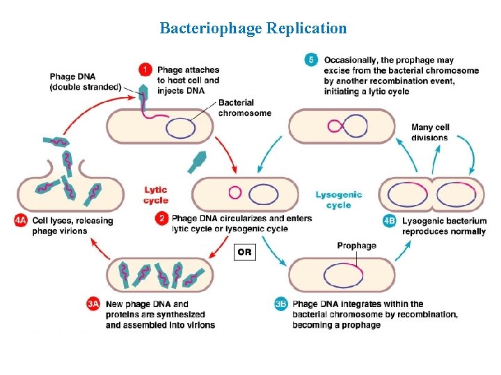 Bacteriophage Replication 