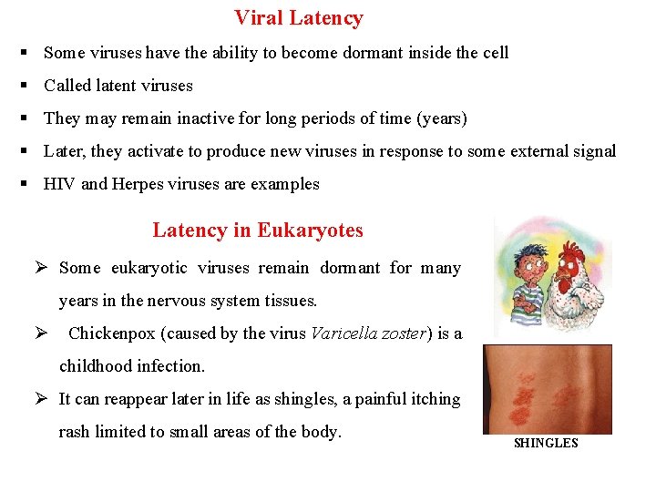 Viral Latency § Some viruses have the ability to become dormant inside the cell