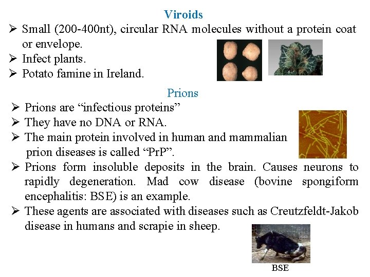 Viroids Ø Small (200 -400 nt), circular RNA molecules without a protein coat or