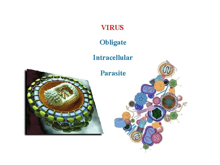 VIRUS Obligate Intracellular Parasite 