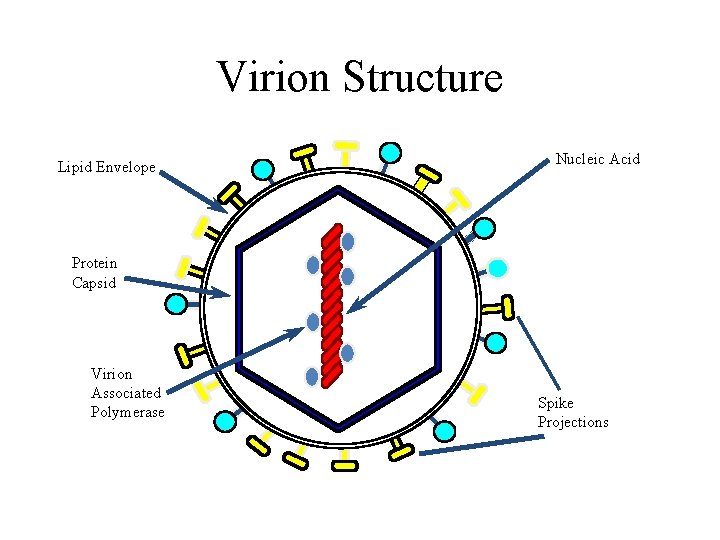 Virion Structure Lipid Envelope Nucleic Acid Protein Capsid Virion Associated Polymerase Spike Projections 