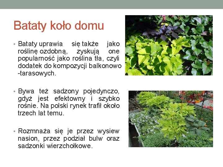 Bataty koło domu • Bataty uprawia się także jako roślinę ozdobną, zyskują one popularność