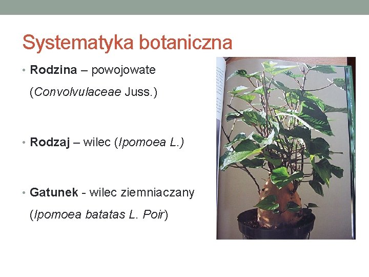 Systematyka botaniczna • Rodzina – powojowate (Convolvulaceae Juss. ) • Rodzaj – wilec (Ipomoea