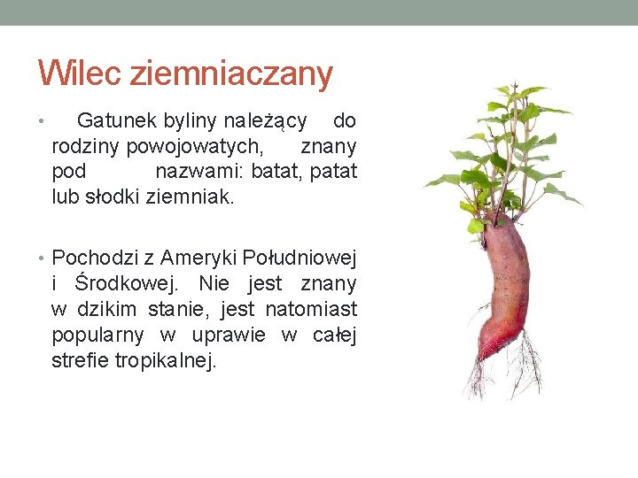 Wilec ziemniaczany • Gatunek byliny należący do rodziny powojowatych, znany pod nazwami: batat, patat
