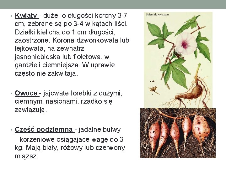  • Kwiaty - duże, o długości korony 3 -7 cm, zebrane są po