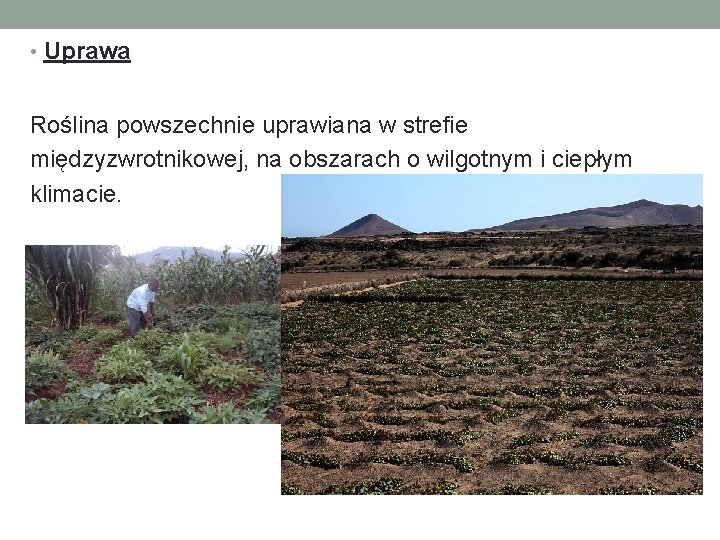  • Uprawa Roślina powszechnie uprawiana w strefie międzyzwrotnikowej, na obszarach o wilgotnym i