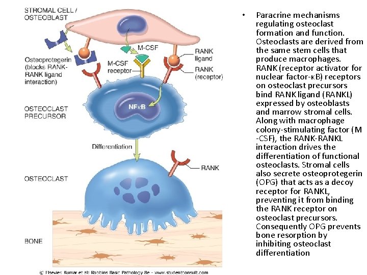  • Paracrine mechanisms regulating osteoclast formation and function. Osteoclasts are derived from the