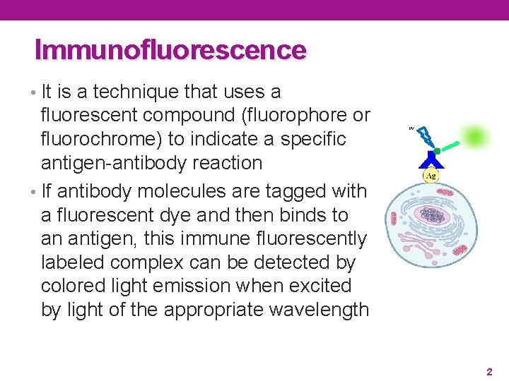 Immunofluorescence • It is a technique that uses a fluorescent compound (fluorophore or fluorochrome)