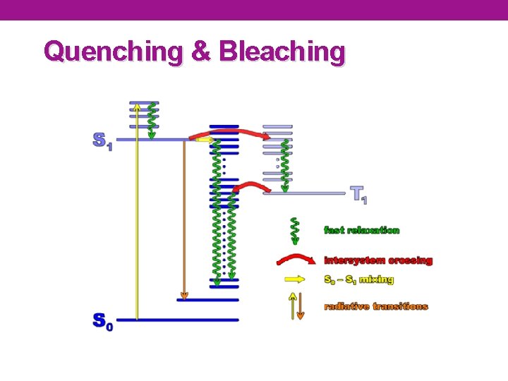 Quenching & Bleaching 