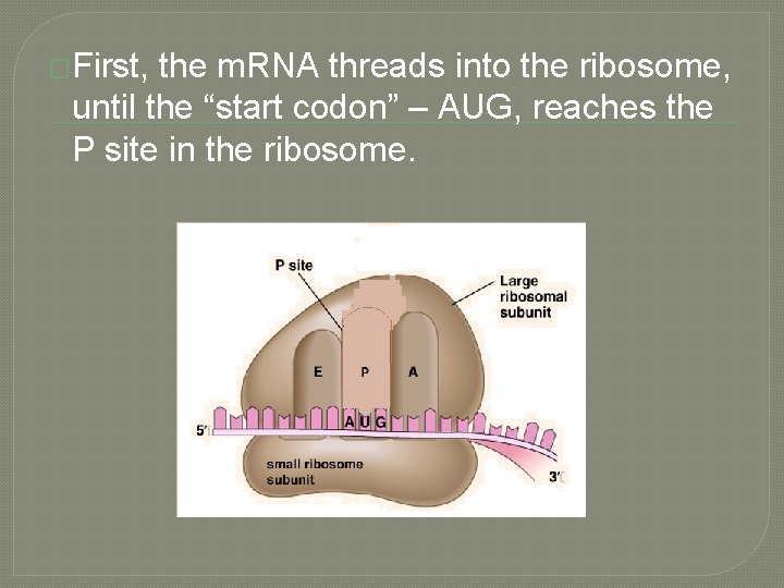 �First, the m. RNA threads into the ribosome, until the “start codon” – AUG,