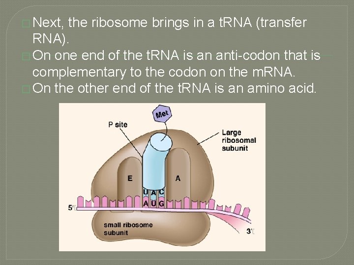 � Next, the ribosome brings in a t. RNA (transfer RNA). � On one