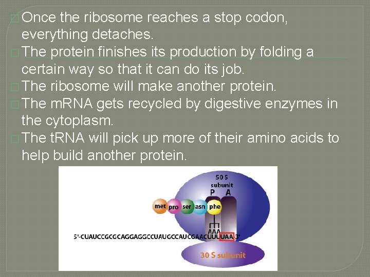 � Once the ribosome reaches a stop codon, everything detaches. � The protein finishes