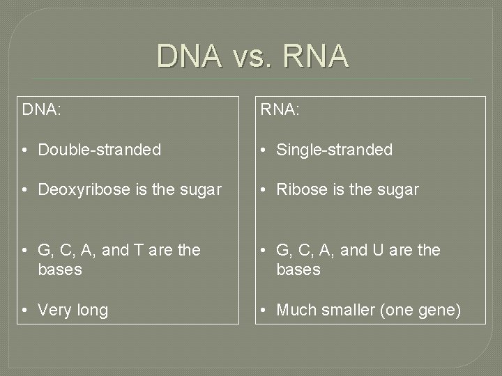 DNA vs. RNA DNA: RNA: • Double-stranded • Single-stranded • Deoxyribose is the sugar