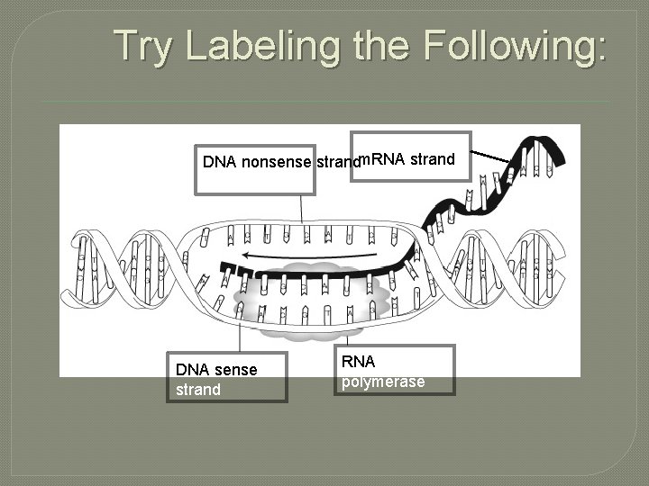Try Labeling the Following: DNA nonsense strandm. RNA strand DNA sense strand RNA polymerase