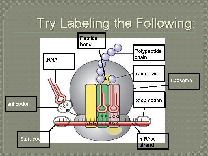 Try Labeling the Following: Peptide bond t. RNA Polypeptide chain Amino acid ribosome anticodon