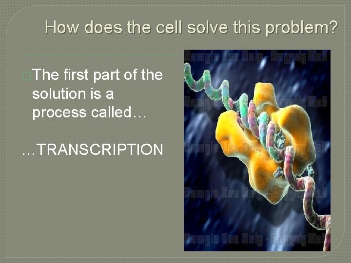 How does the cell solve this problem? �The first part of the solution is