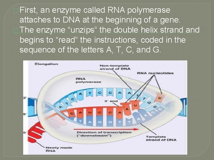 � First, an enzyme called RNA polymerase attaches to DNA at the beginning of