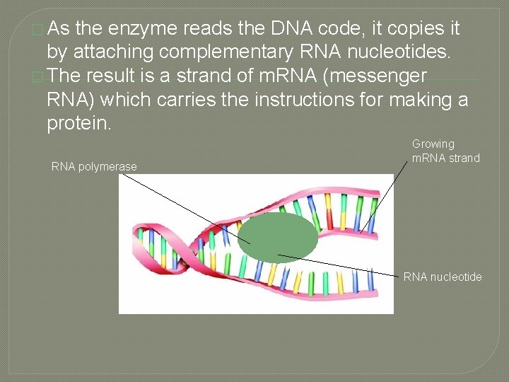 � As the enzyme reads the DNA code, it copies it by attaching complementary