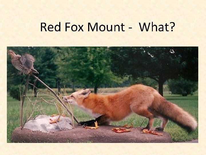 Red Fox Mount - What? 