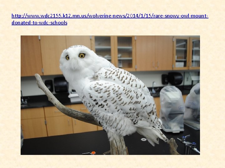 http: //www. wdc 2155. k 12. mn. us/wolverine-news/2014/1/15/rare-snowy-owl-mountdonated-to-wdc-schools 