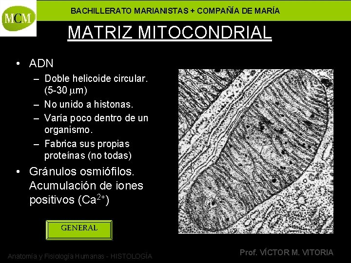 BACHILLERATO MARIANISTAS + COMPAÑÍA DE MARÍA MATRIZ MITOCONDRIAL • ADN – Doble helicoide circular.