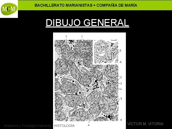 BACHILLERATO MARIANISTAS + COMPAÑÍA DE MARÍA DIBUJO GENERAL Anatomía y Fisiología Humanas - HISTOLOGÍA