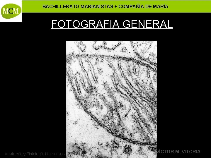 BACHILLERATO MARIANISTAS + COMPAÑÍA DE MARÍA FOTOGRAFIA GENERAL Anatomía y Fisiología Humanas - HISTOLOGÍA